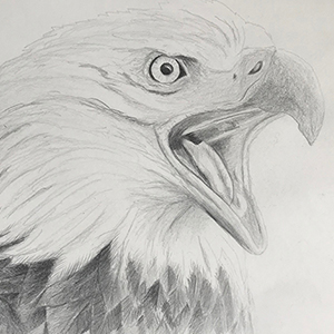 Zeichnung Adlerkopf
