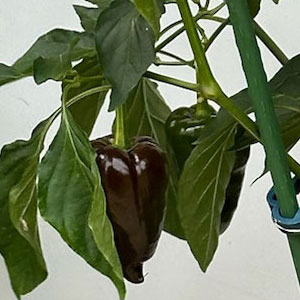 Chilipflanze Ancho Mulato