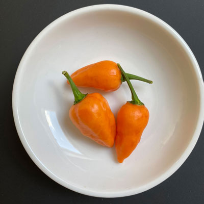 # Bhut Jolokia Peach Früchte