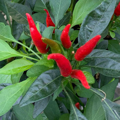 Chilipflanze Poinsettia